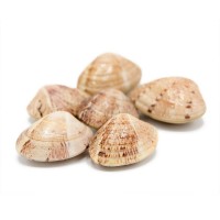 Almeja Rubia