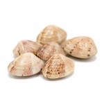 Almeja Rubia